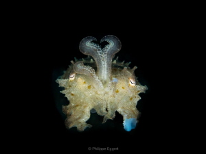 Baby Cuttlefish by Philippe Eggert 
